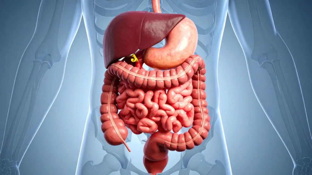 Helps You Digest Better (and Feel Lighter)