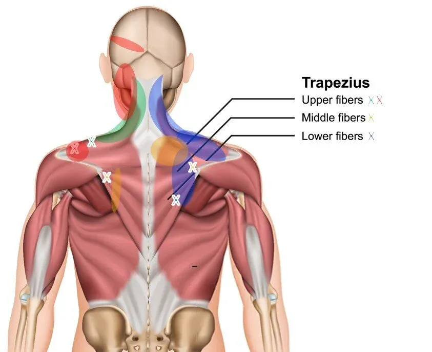 A dry needling session involves brief needle insertion into trigger points, causing muscle twitches, mild discomfort, and temporary soreness, followed by improved movement, reduced pain, and guidance on hydration, rest, and aftercare.